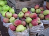 apples-for-gallery